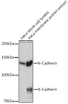 A21308_2.jpg