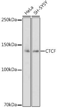 A21337_1.jpg