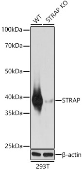 A21351_1.jpg