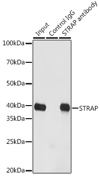 A21351_5.jpg