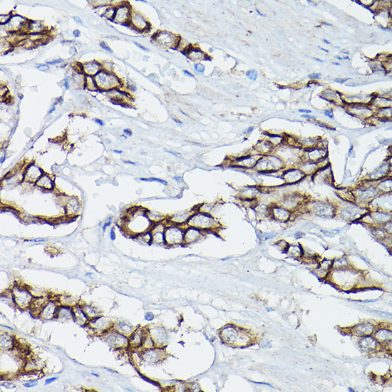 A21371_4.jpg
