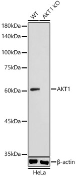 A21393_1.jpg