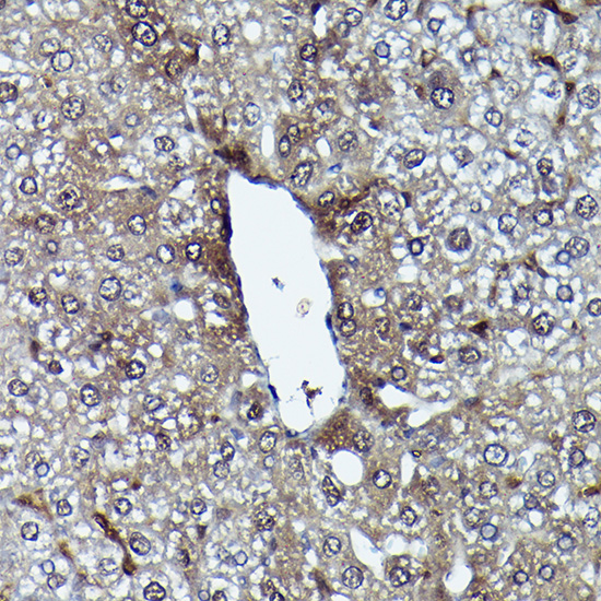 A21393_4.jpg