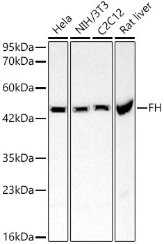 A21403_1.jpg