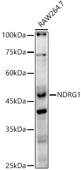 A2142_2.jpg