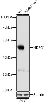 A2142_3.jpg