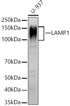 A21481_1.jpg