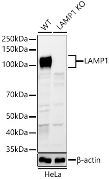 A21481_2.jpg