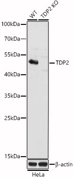 A21536_1.jpg