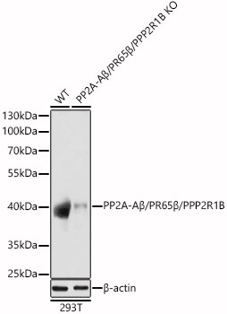 A21559_1.jpg