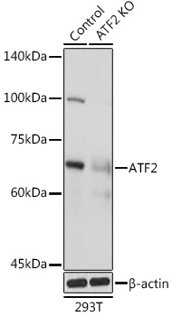 A2155_1.jpg