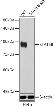 A21613_2.jpg