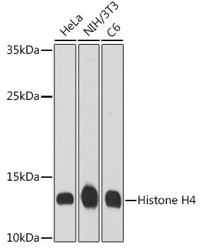 A21676_2.jpg