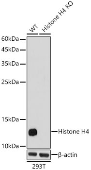 A21676_3.jpg