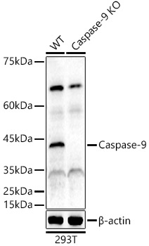 A21682_2.jpg