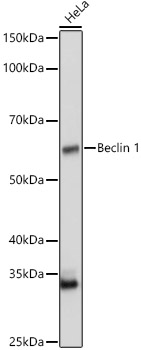 A21695_1.jpg