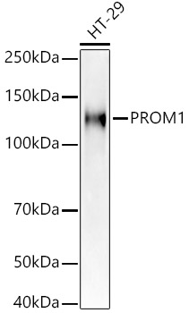 A21701_1.jpg
