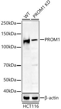 A21701_2.jpg