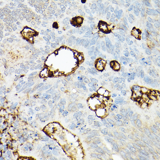 A21701_3.jpg