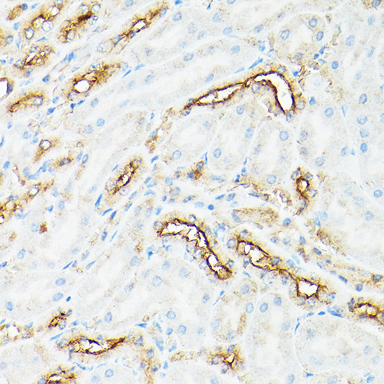 A21701_4.jpg