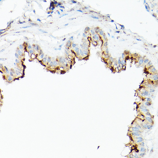 A21701_5.jpg