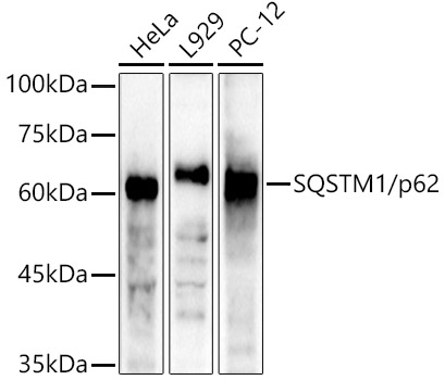 A21702_1.jpg