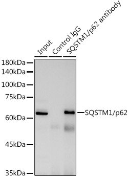 A21702_17.jpg