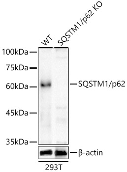 A21702_2.jpg