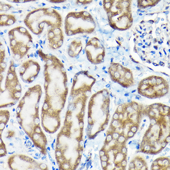 A21702_5.jpg