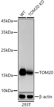 A21723_4.jpg
