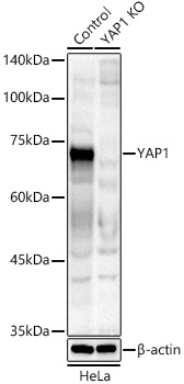 A21732_1.jpg