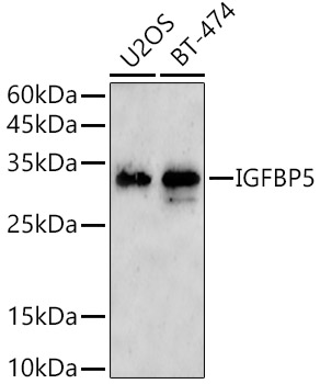 A21745_1.jpg