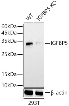 A21745_2.jpg
