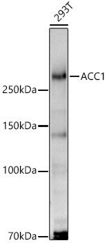 A21752_1.jpg