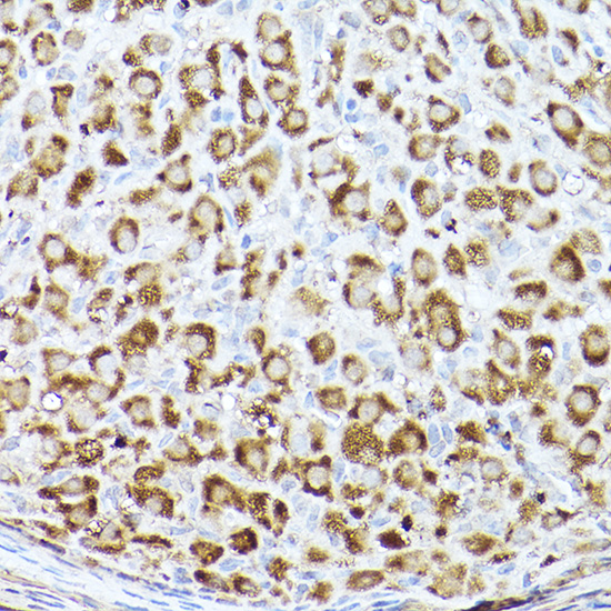 A21752_2.jpg