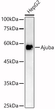 A21760_2.jpg