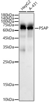 A21761_1.jpg
