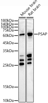 A21761_2.jpg