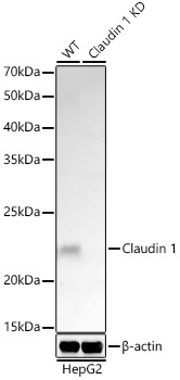 A21770_2.jpg