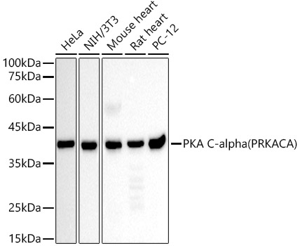 A21869_1.jpg