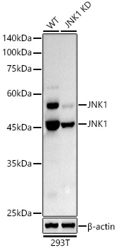 A21888_2.jpg