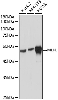A21894_1.jpg