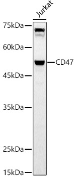 A21904_2.jpg
