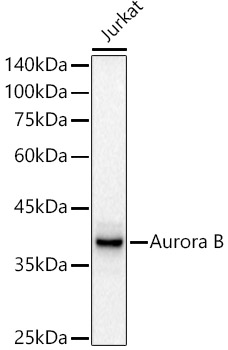 A21918_1.jpg