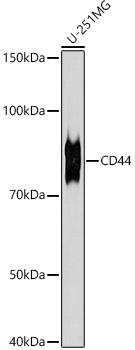 A21919_1.jpg