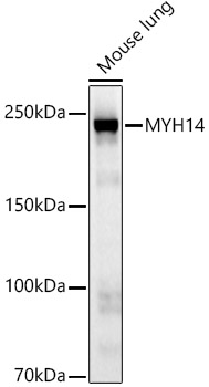 A21933_1.jpg