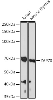 A2195_1.jpg