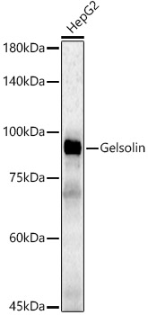 A22015_1.jpg
