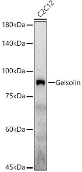 A22015_2.jpg