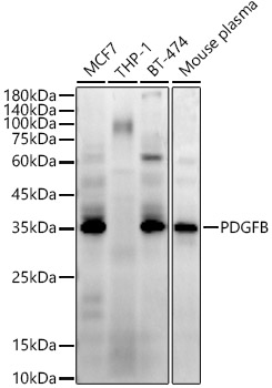 A22035_1.jpg